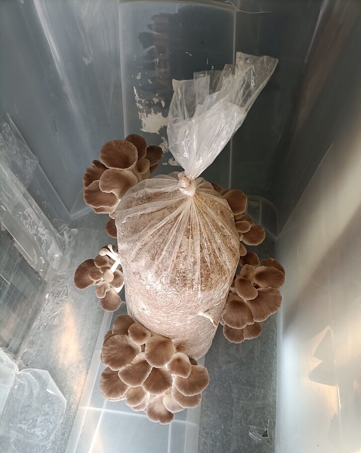 Mushroom farm from above - the mushrooms have continued to spread and grow. They are racing ahead and have probably doubled in size overnight.