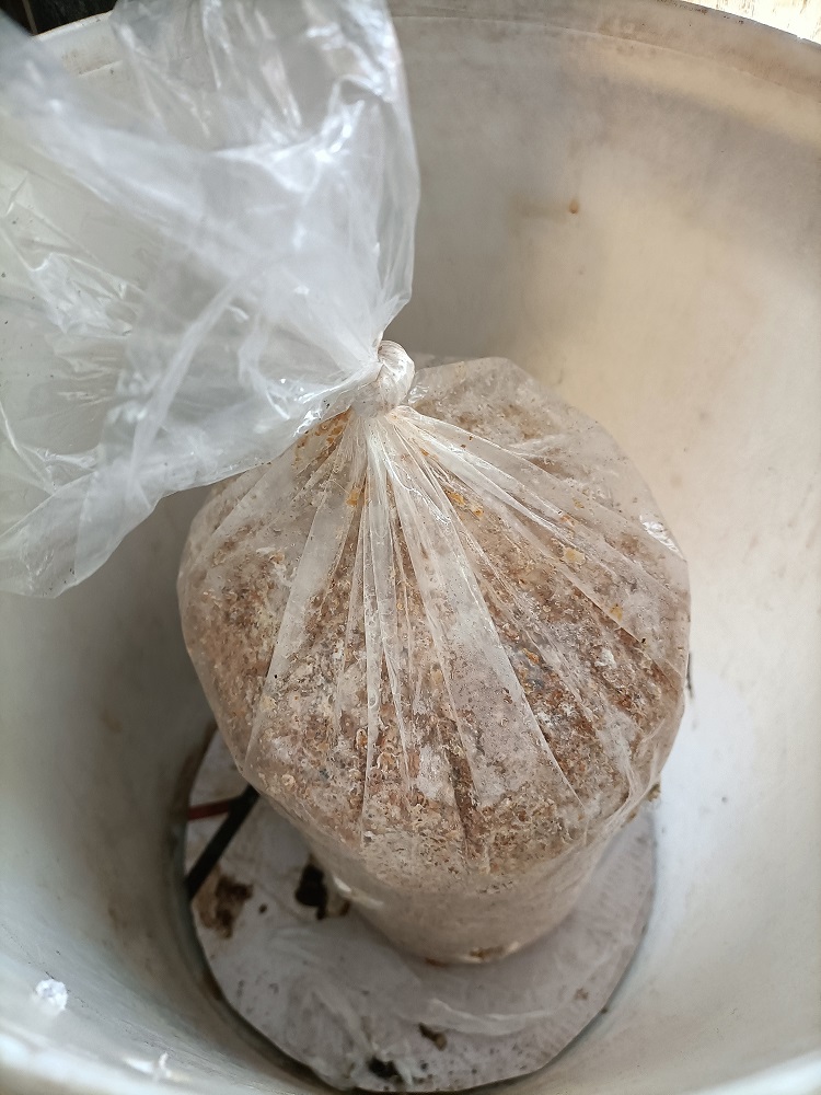 Mini mushroom farm (mushroom spore in a compostable bag, with holes cut for mushrooms to grow through), sitting in a bucket.