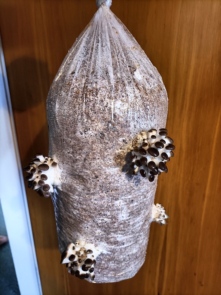 Mushroom farm in front of door - its day three and there are now clusters of life poking through multiple holes. They are inches across already.