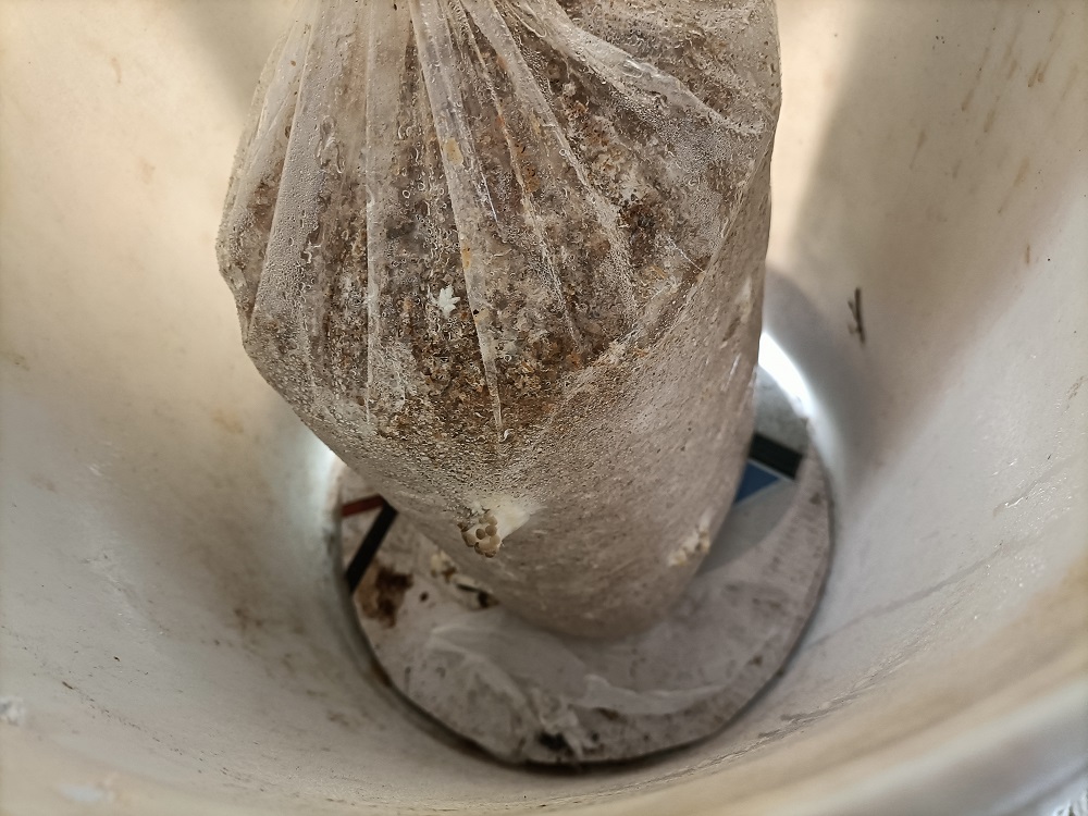 Mushroom farm in bucket - you can see they have started to grow as life is starting to poke through the holes in the bag