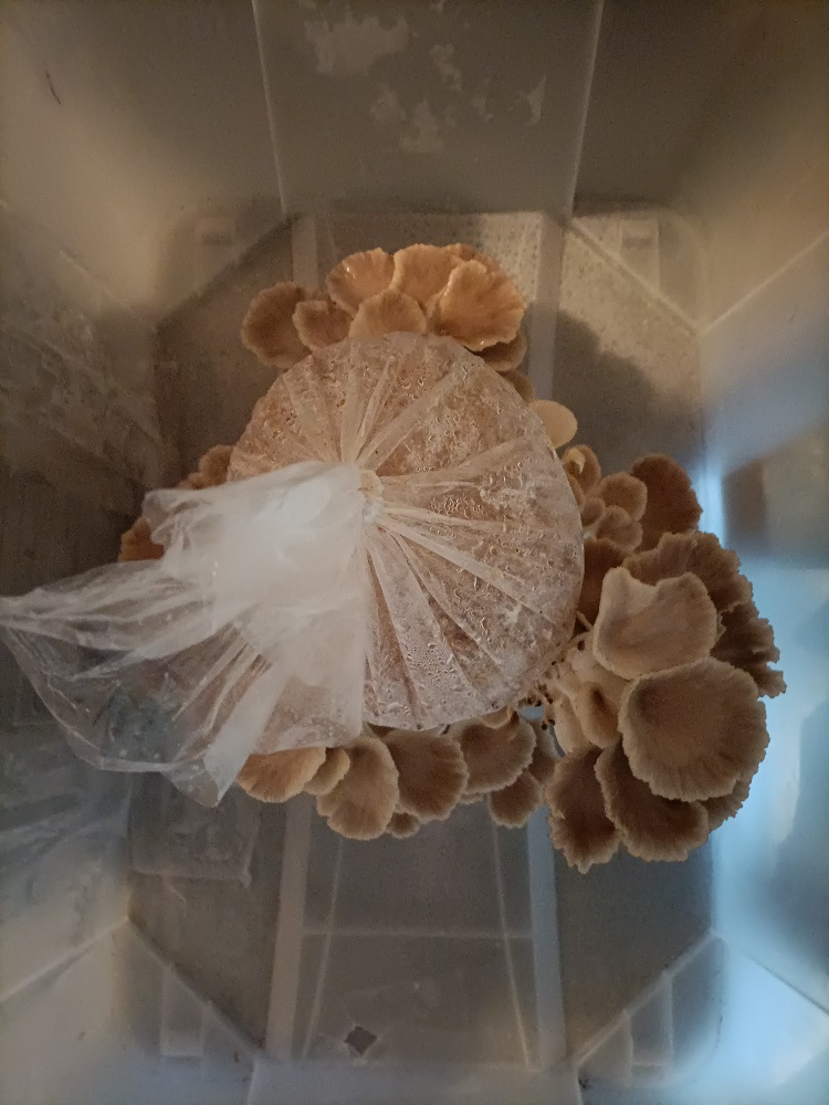 View fom above of mini mushroom farm on Day 8, showing large oyster mushrooms growing all around the central "log"