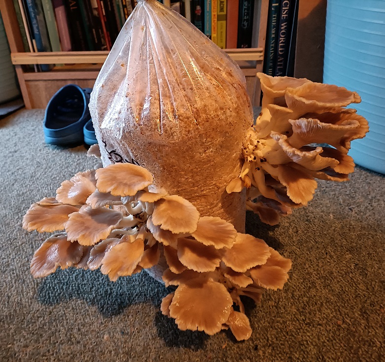 Side view of mini mushroom farm on Day 8, showing the size some of the shrooms have grown to - several of them are now inches across each