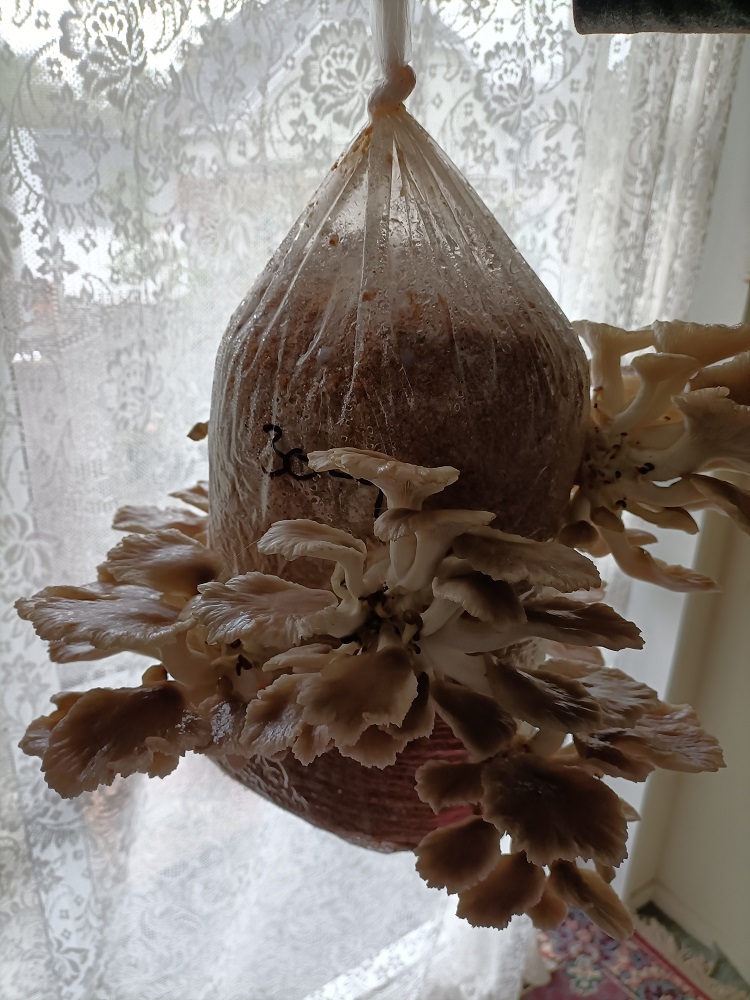 Mini mushroom farm on Day 7, showing the mushrooms are doubling in size overnight