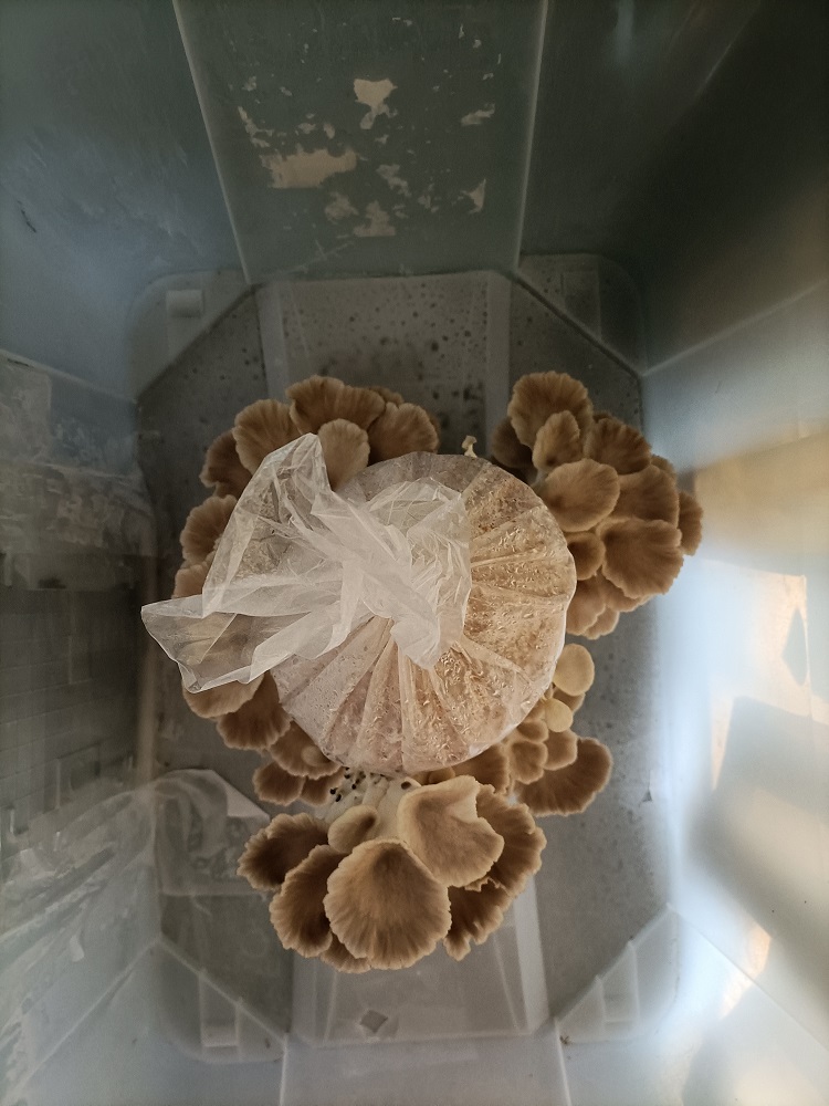 View from above of mini mushroom farm on Day 7 - Large oyster mushrooms are growing all around the central "log". They have grown rapidly overnight and many of them are now a few inches across each.