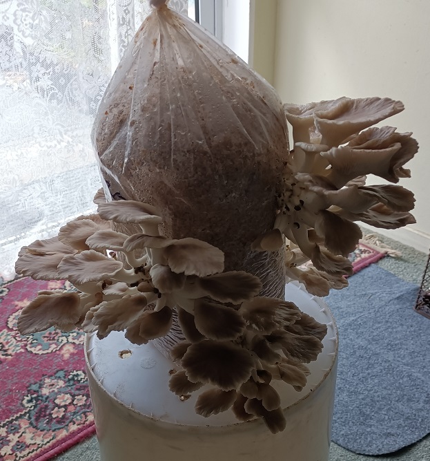 Side view of mini mushroom farm on Day 6, showing the oyster mushrooms growing rapidly all around the central "log", as new ones also continue to appear.