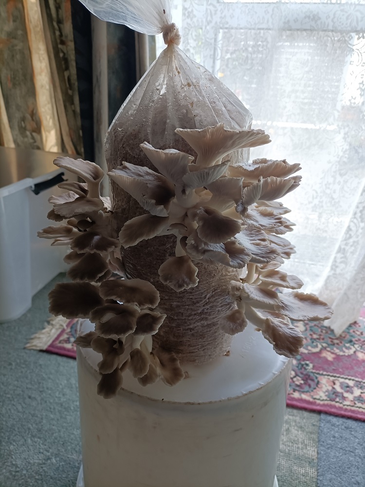 Mini mushroom farm on Day 6 - many oyster mushrooms growing and spreading out around the central "log"